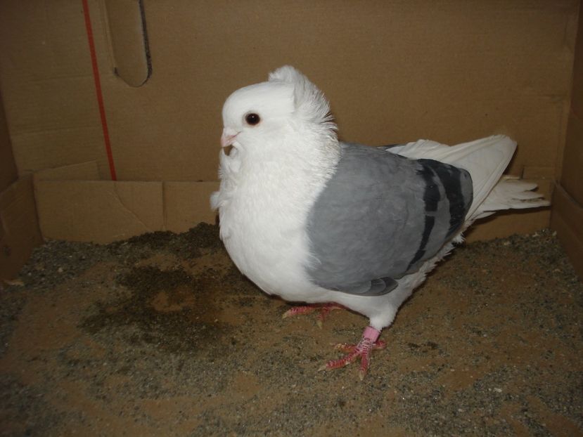 1012-23 f - albastru dungi negre