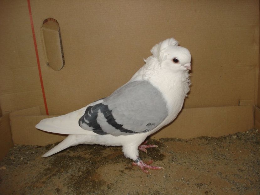 983-20 f matca - albastru dungi negre