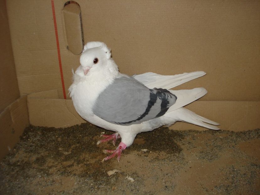 1014-23 f - albastru dungi negre