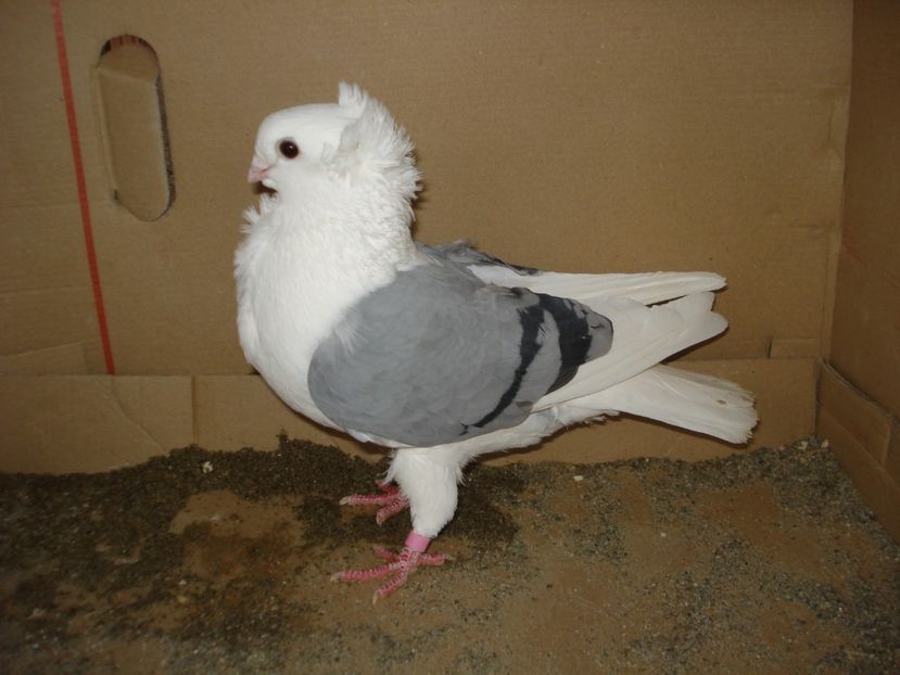 54-24 f - albastru dungi negre