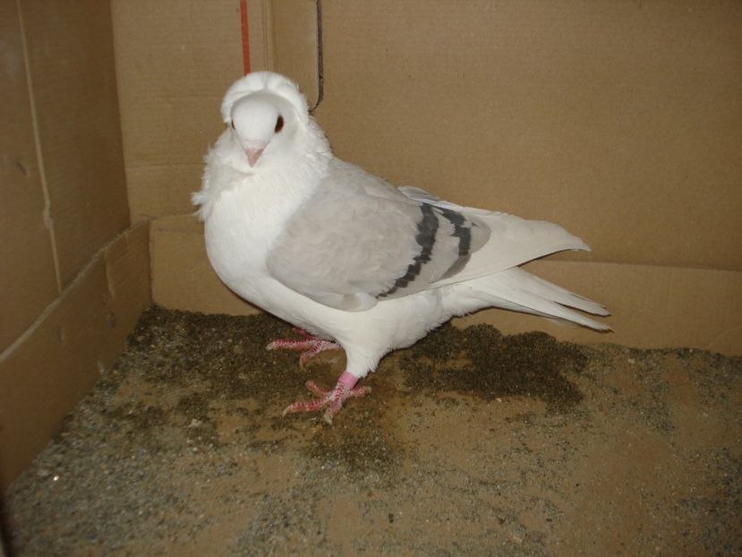 52-24 f - albastru dungi negre