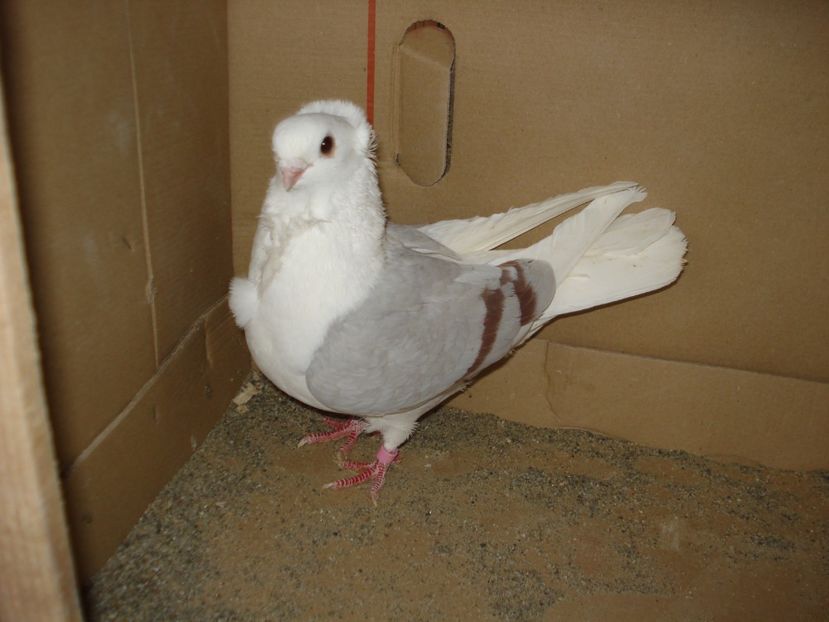 50-24 f - argintiu dungi