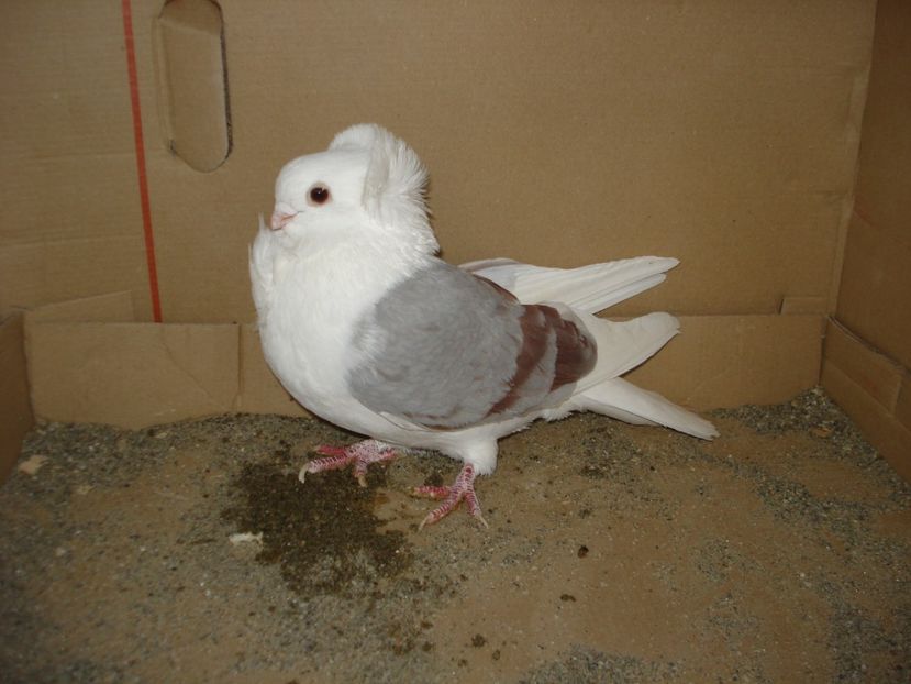 985-21 f matca - argintiu dungi