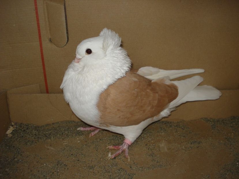 993-21 f matca - galben