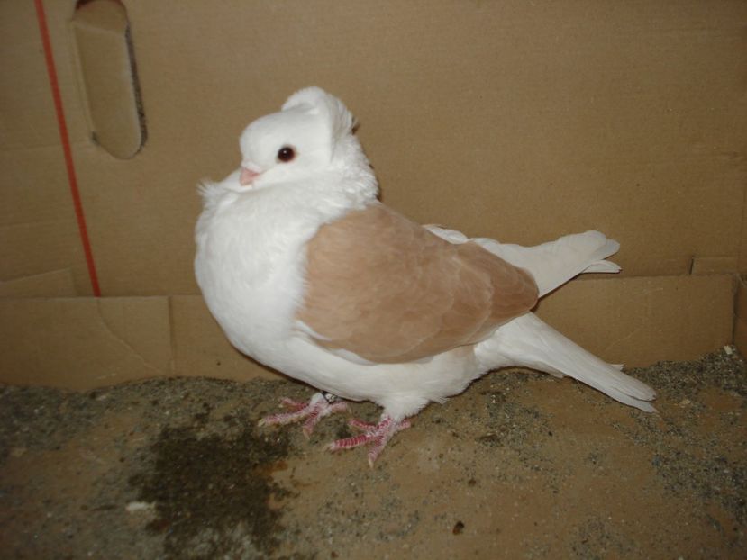 42-22 f matca - galben