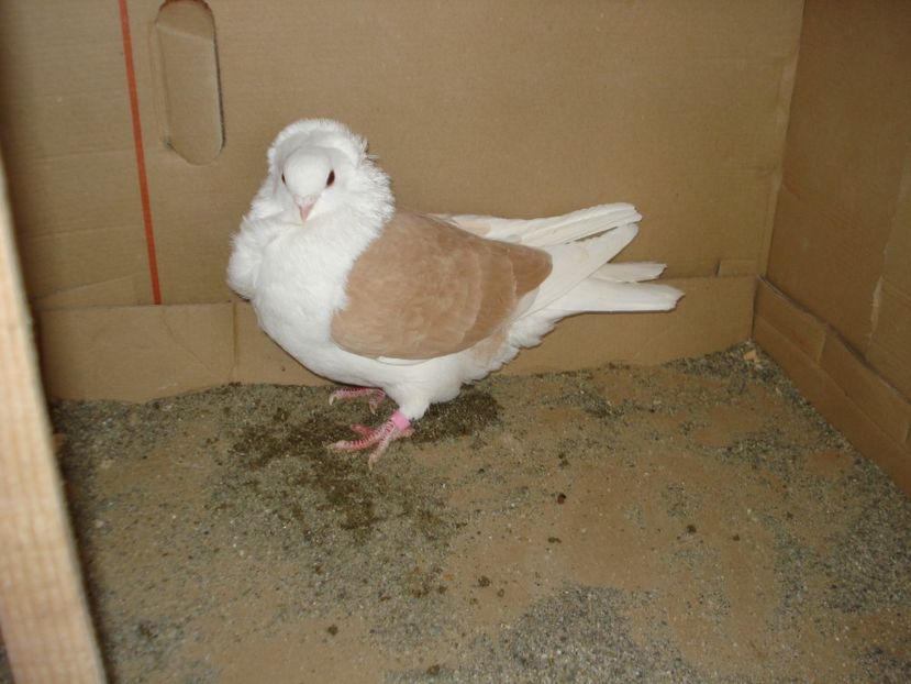 46-24 f matca - galben