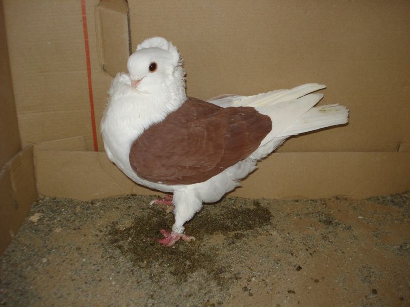 BG 9B 887 f matca - rosu