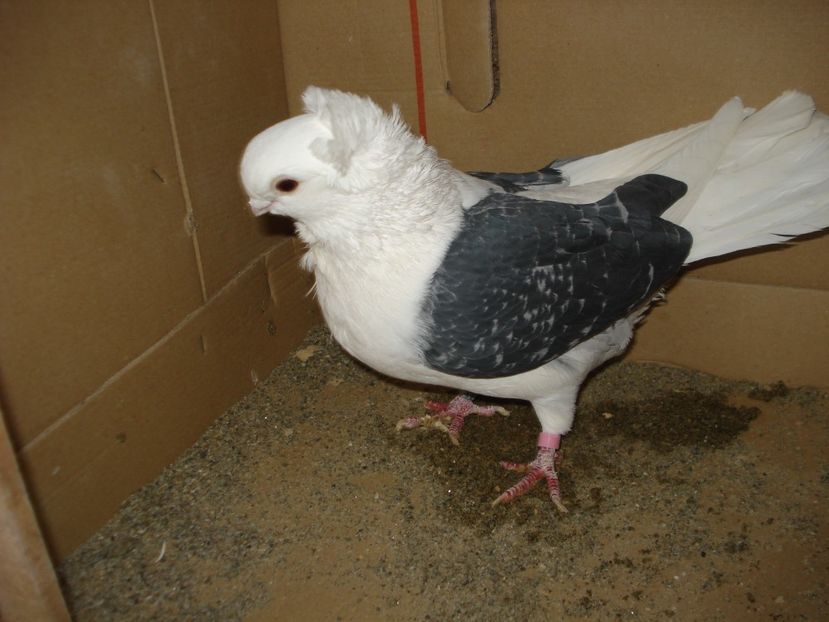 985-20 f matca - gut albastru ciocanit