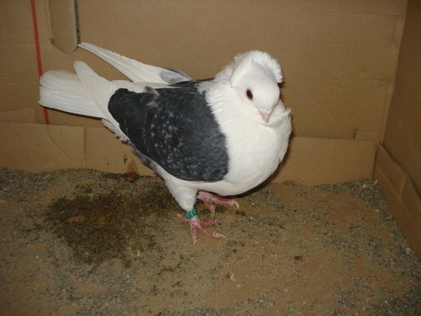 117-19 f matca - gut albastru ciocanit