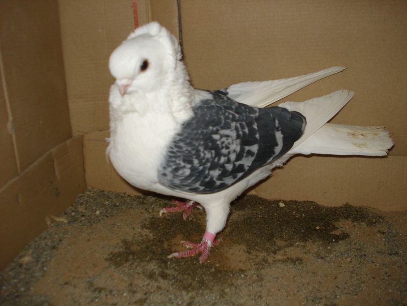 D 20 CB 263 F matca - gut albastru ciocanit