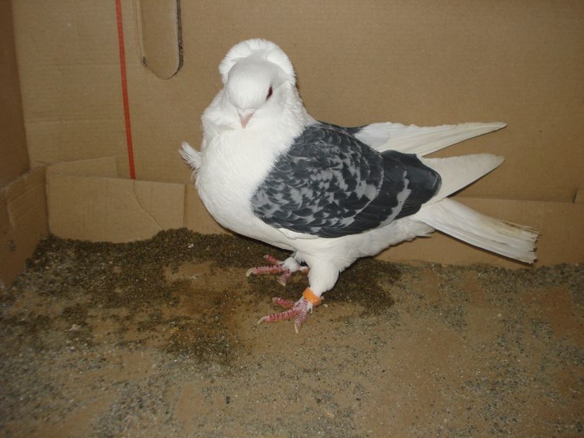 D20 CB 250 f. matca - gut albastru ciocanit