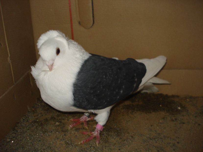 07-22 f - gut albastru ciocanit