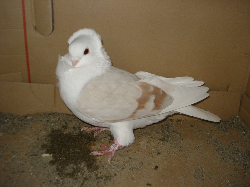 24-22 f matca - isabel