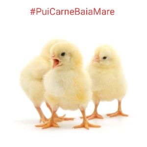 inbound6962562957303652348 - 1 Aaa Pui Carne Baia Mare