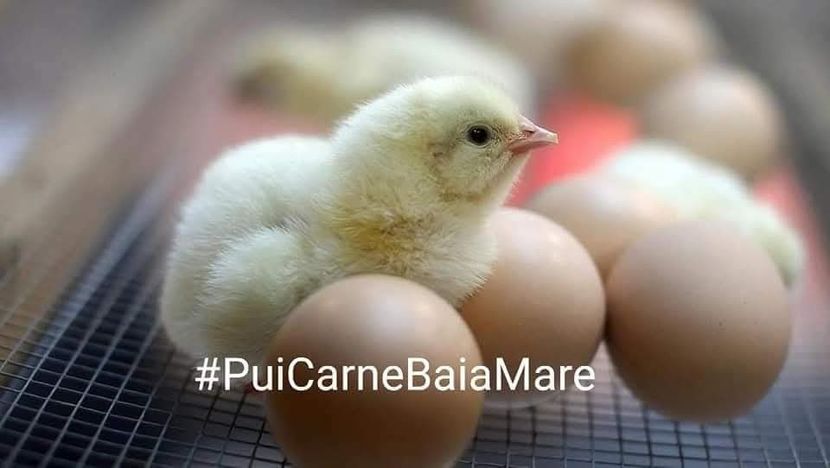 inbound7808859676687002899 - 1 Aaa Pui Carne Baia Mare