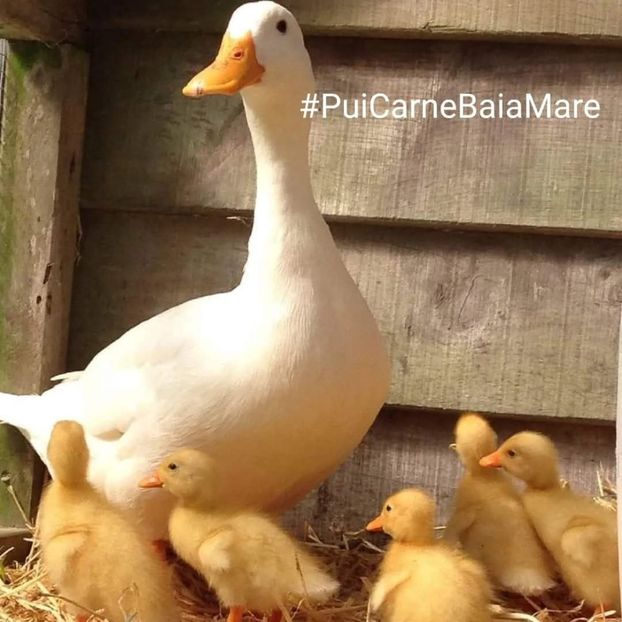 inbound3718729175618773836 - 1 Aaa Pui Carne Baia Mare