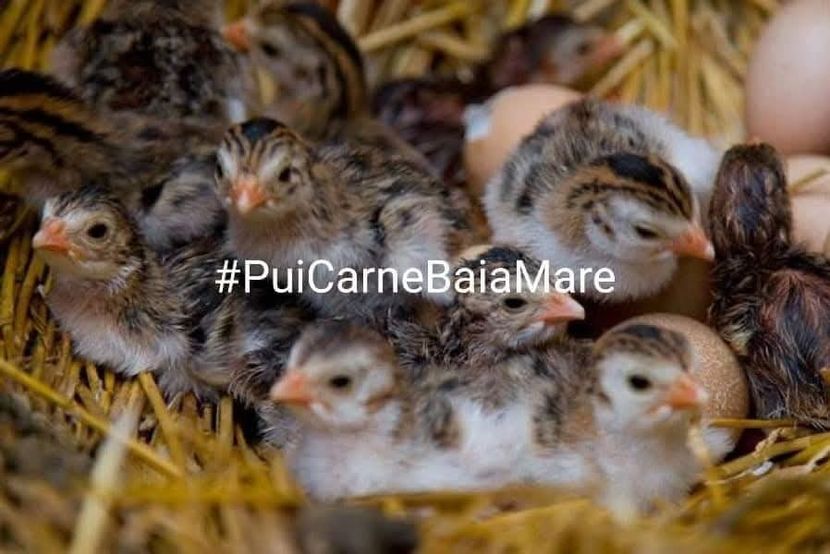 inbound3857558808396763516 - 1 Aaa Pui Carne Baia Mare