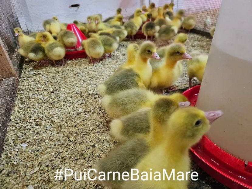 inbound985145210202230259 - 1 Aaa Pui Carne Baia Mare