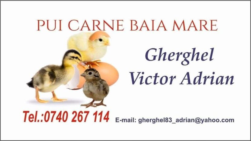 inbound2218019598044312653 - 1 Aaa Pui Carne Baia Mare
