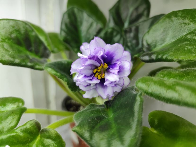 6 ianuarie 2025 - EK Sedoi Okean