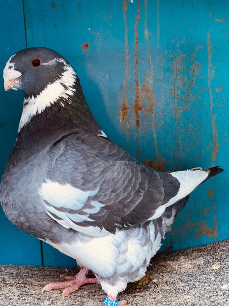 M2024 - Porumbei vanduti 2017-2025