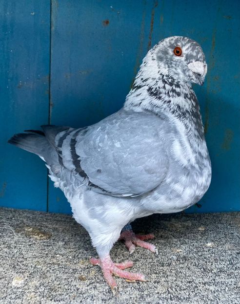 M2024vandut - Porumbei vanduti 2017-2025