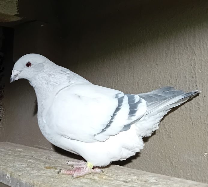  - 8femele azur matca 2021