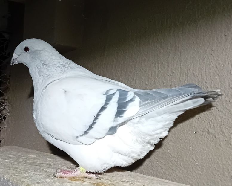  - 8femele azur matca 2021