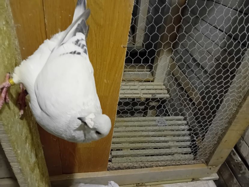  - 9masculi azur matca 2022