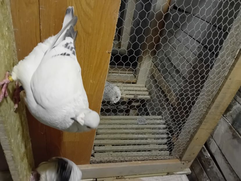  - 9masculi azur matca 2022