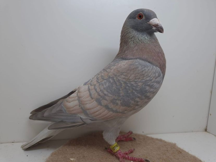  - Nu îmi aparțin 8