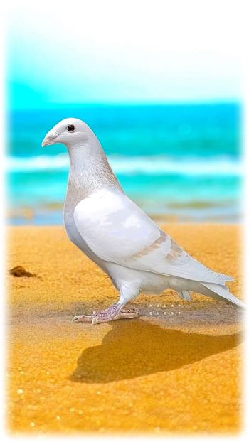  - Nu îmi aparțin 8