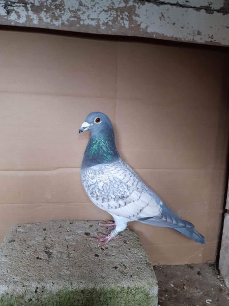  - Nu îmi aparțin 8