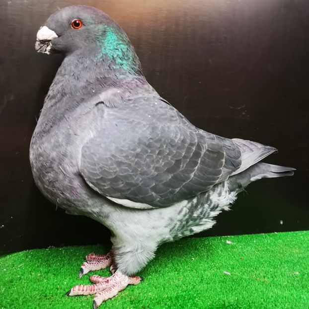  - Femele pentru 2025