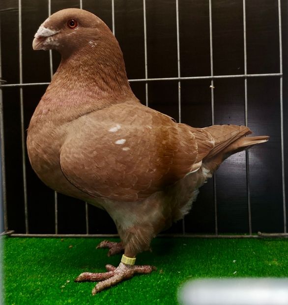  - Femele pentru 2025