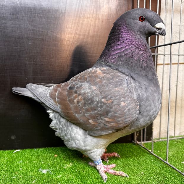  - Femele pentru 2025