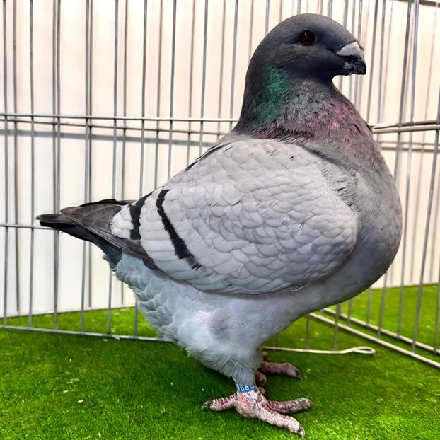  - Femele pentru 2025