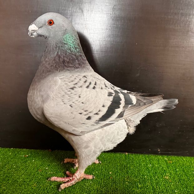  - Femele pentru 2025