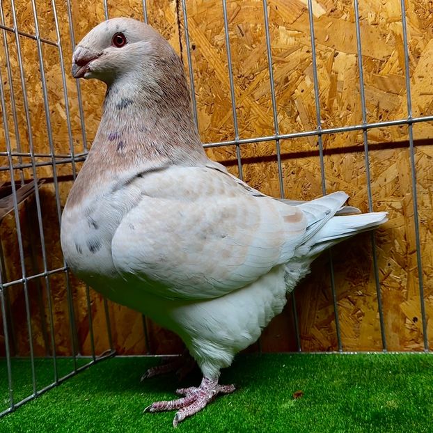  - Femele pentru 2025