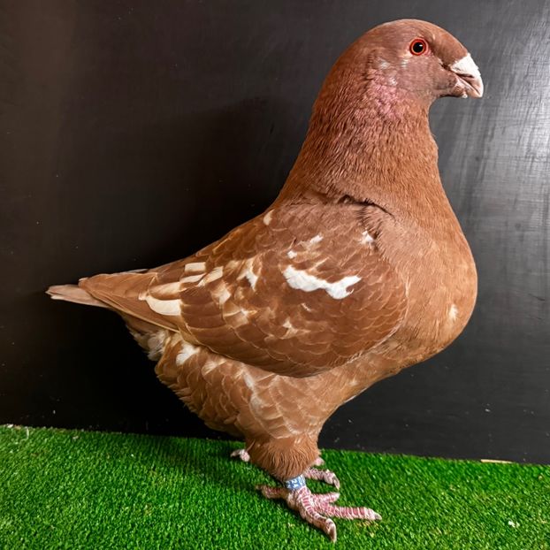  - Femele pentru 2025