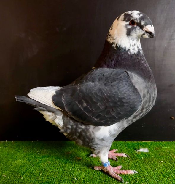  - Femele pentru 2025