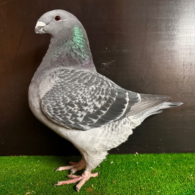  - Femele pentru 2025