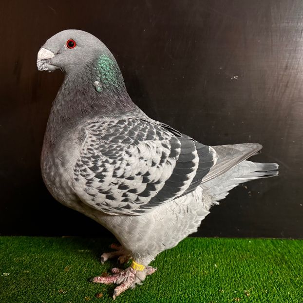  - Femele pentru 2025