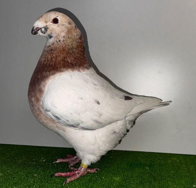  - Femele pentru 2025