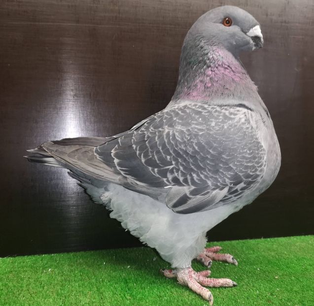  - Femele pentru 2025