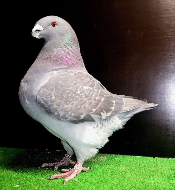  - Femele pentru 2025