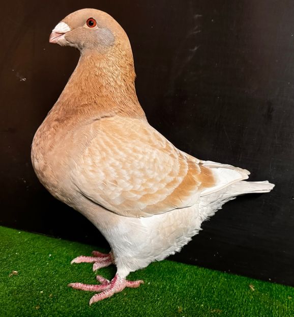  - Femele pentru 2025