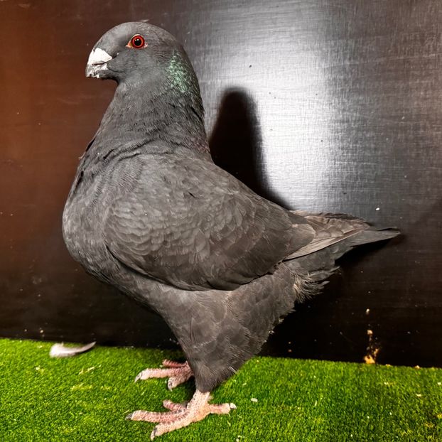  - Femele pentru 2025