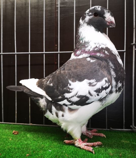  - Femele pentru 2025