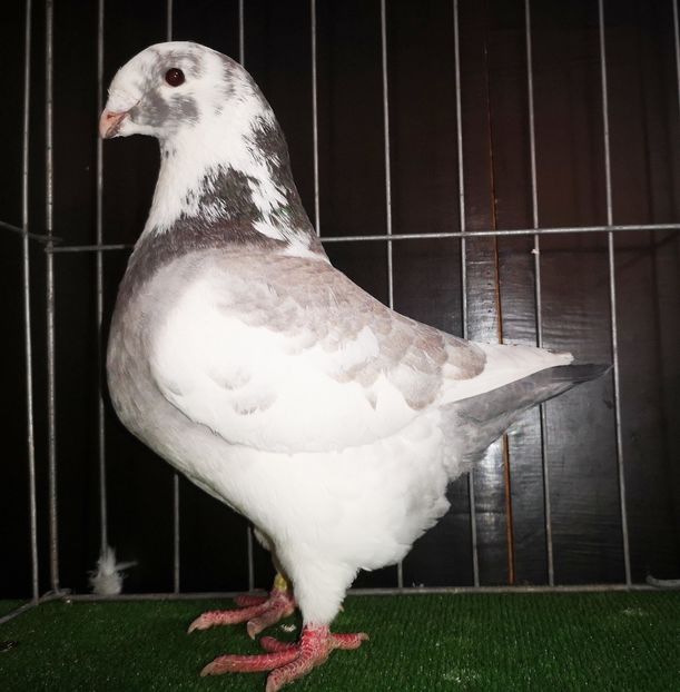  - Femele pentru 2025